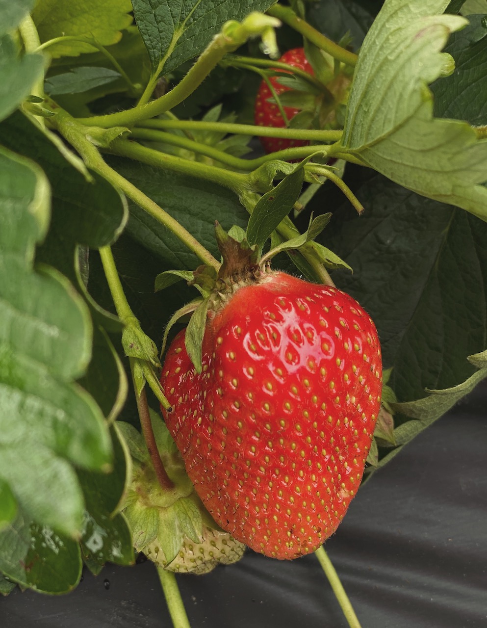 Bild Frische Erdbeeren