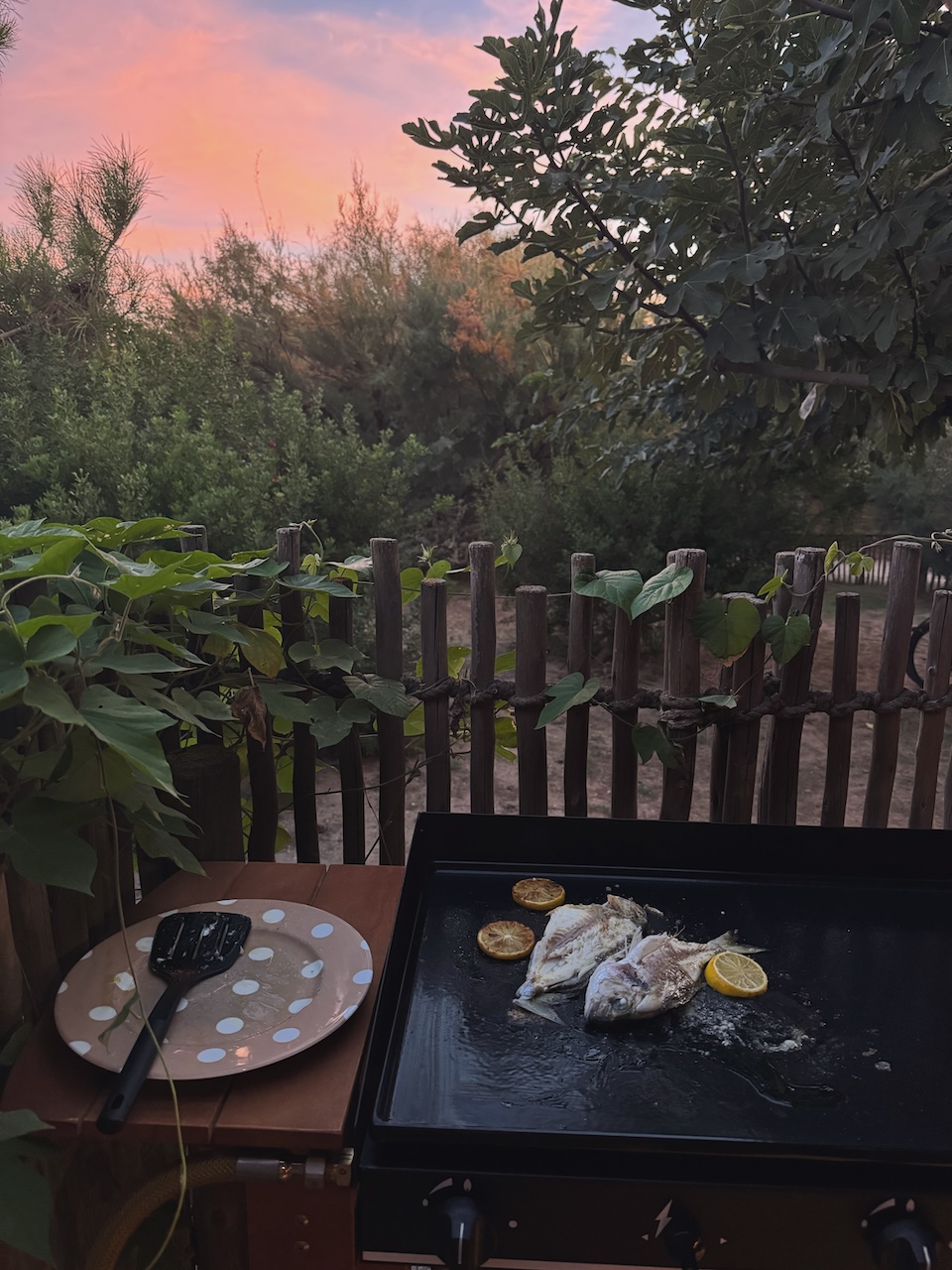 Bild Cooking Withaview