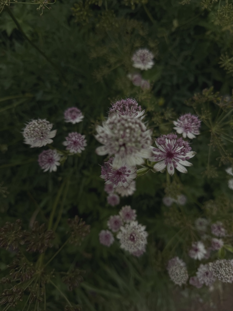 Bild Magical Alpin Flowers