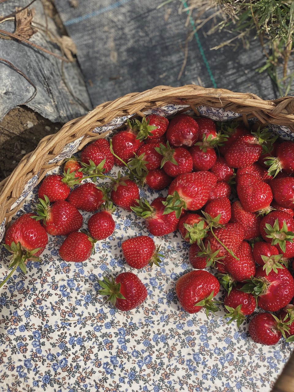 Bild Erdbeeren