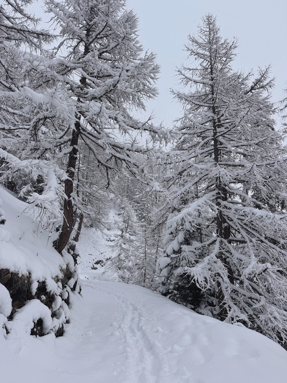 Bild Winterwonderland