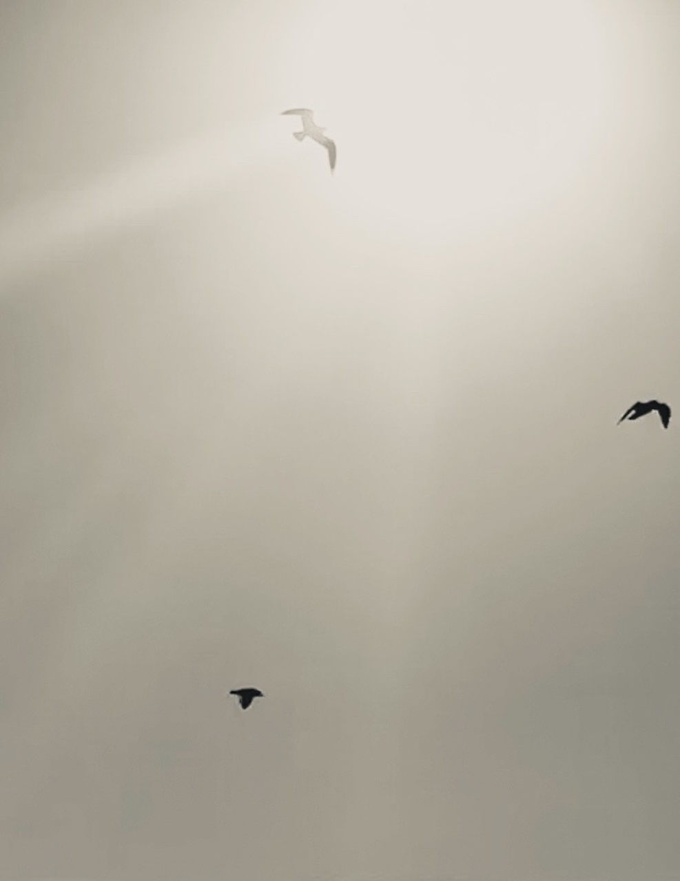 Bild Wildbird Be