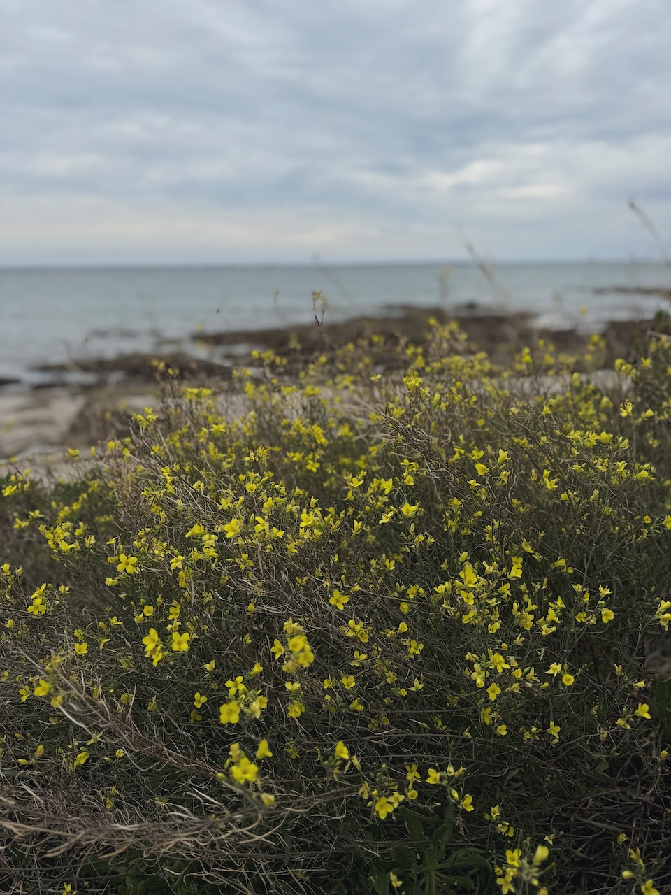 Bild Naturebeauty Bretagne