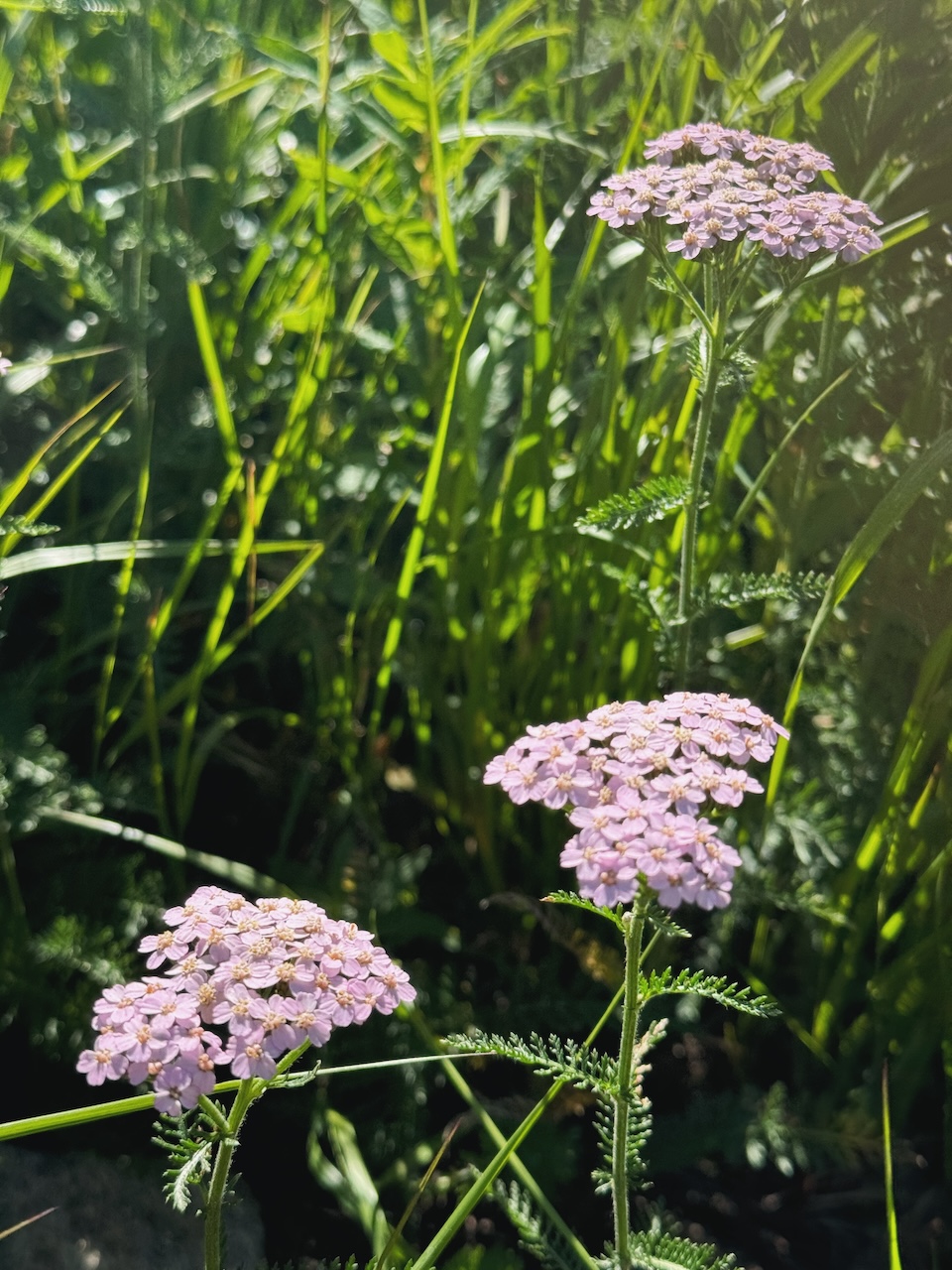 Bild Natur Blumen