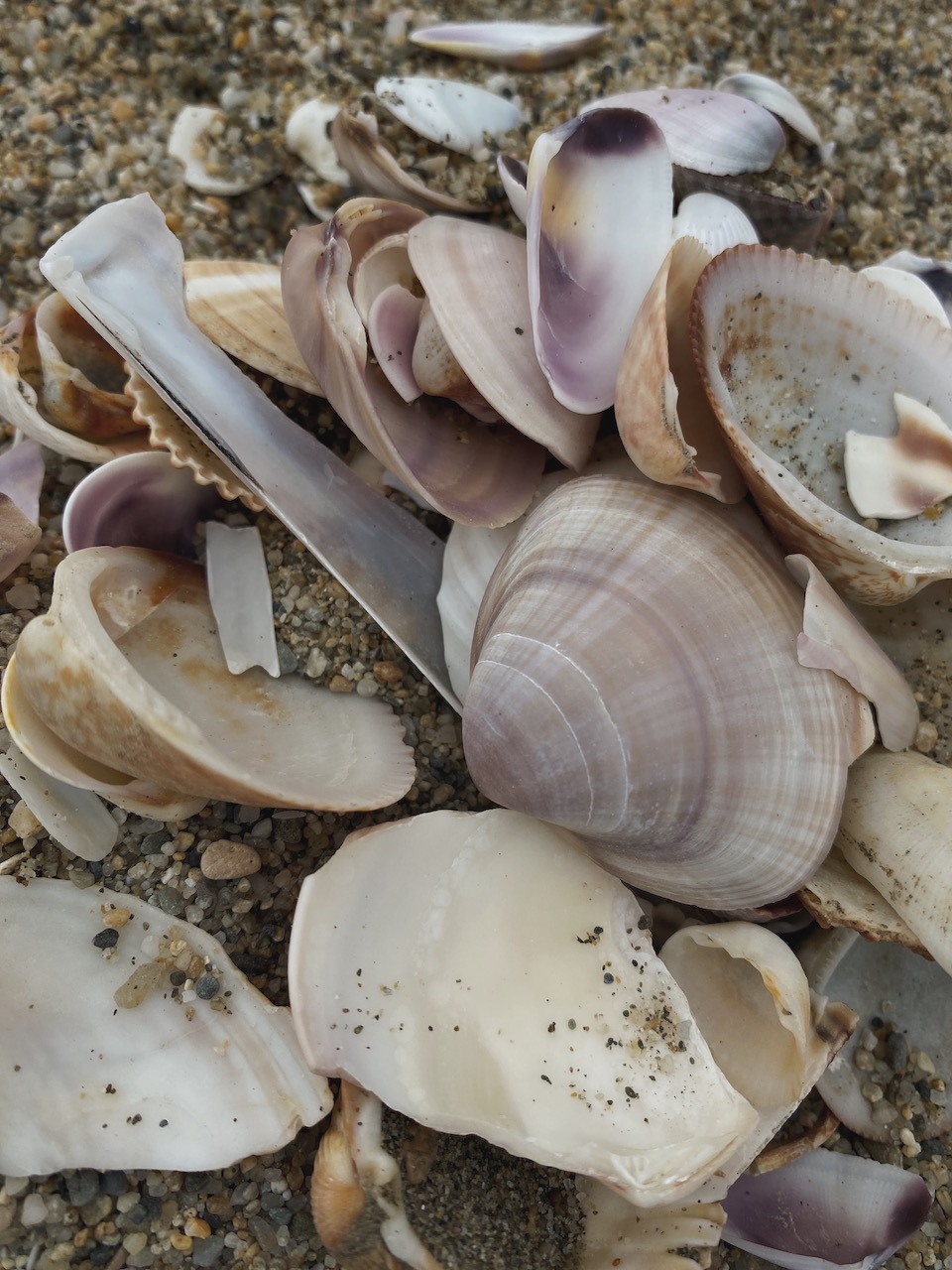 Bild Mussels