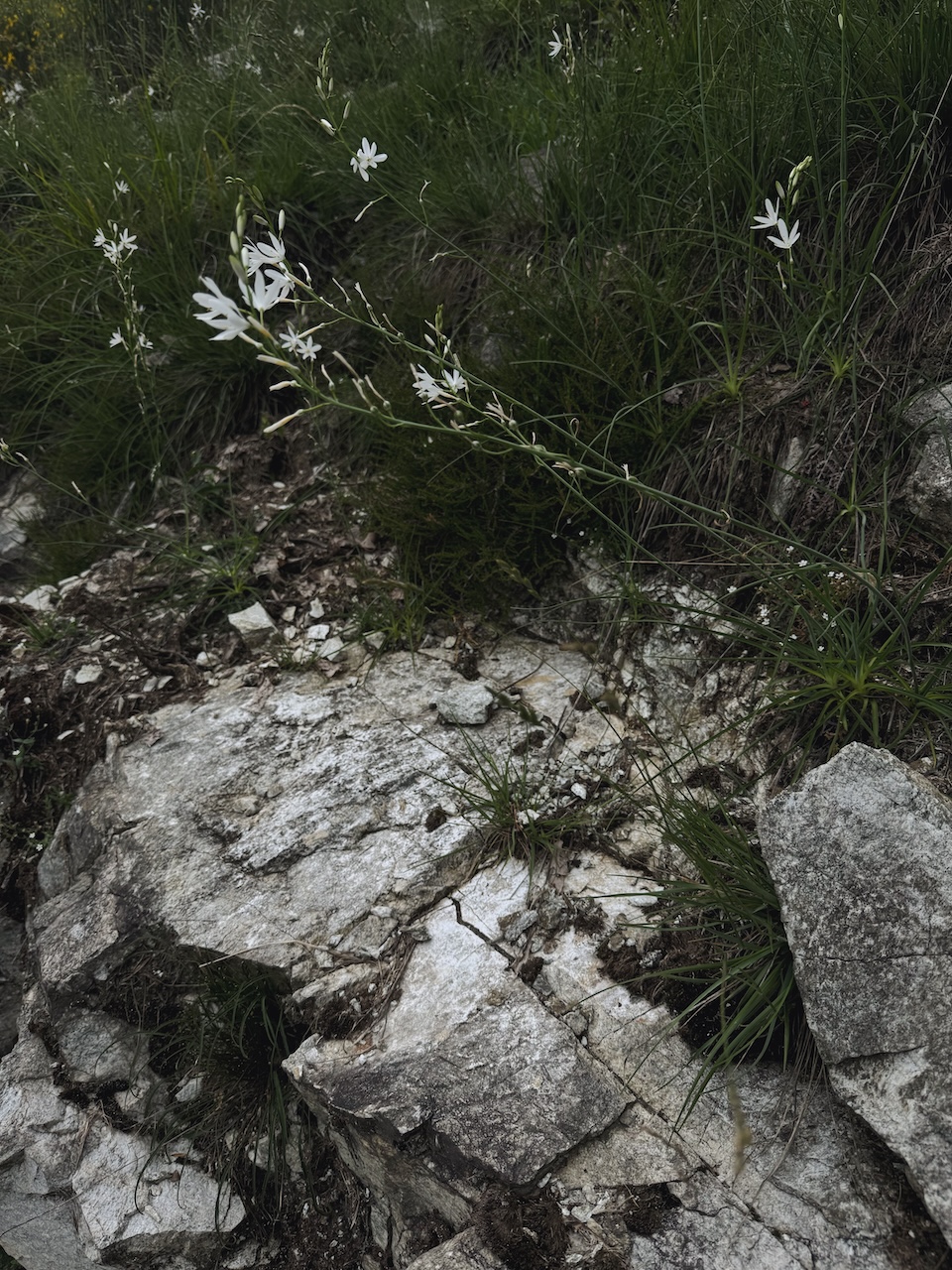 Bild Flowers