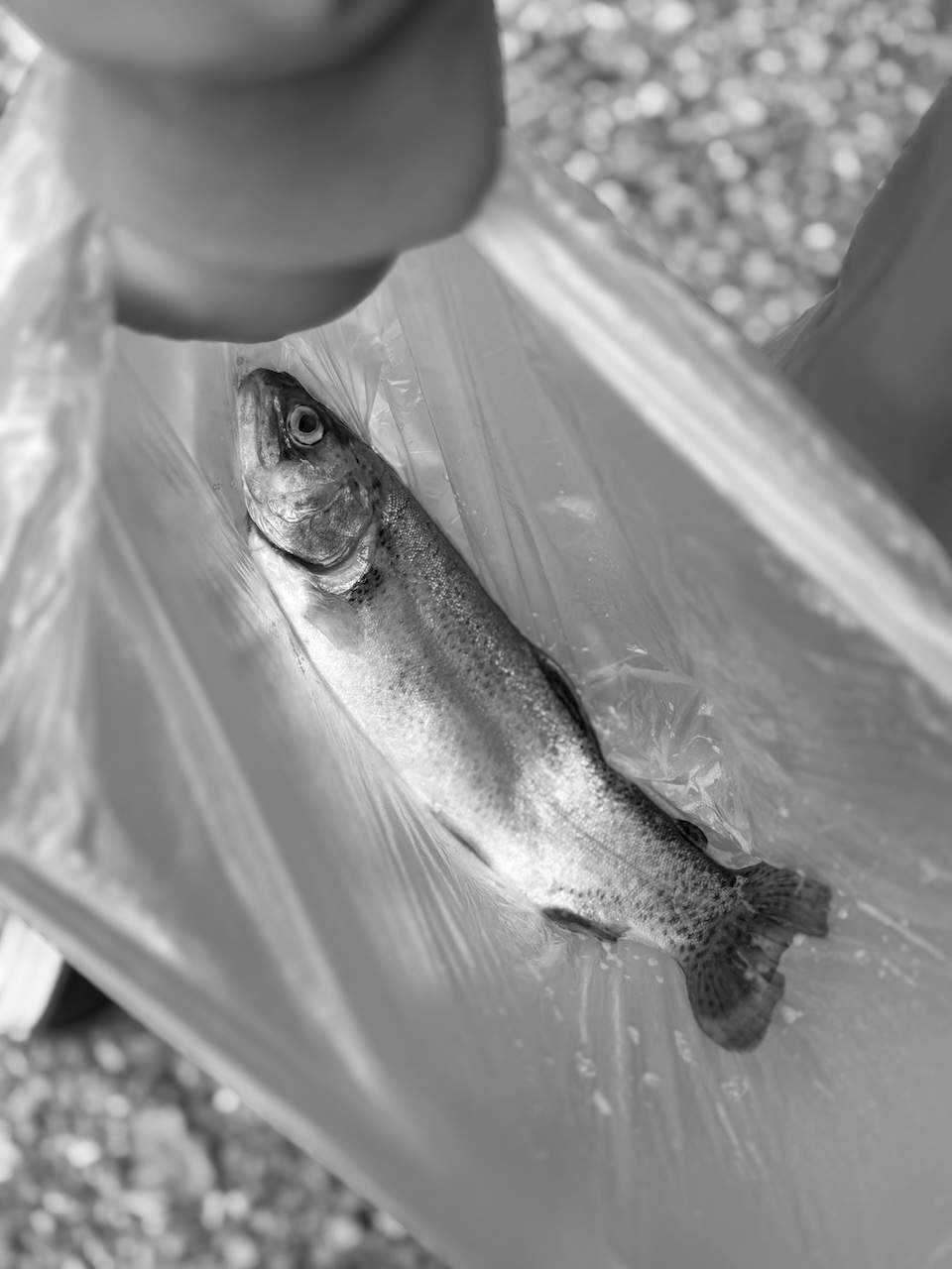 Bild Fisch